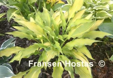 Hosta Pineapple Upsidedown Cake