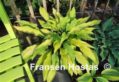 Hosta Pineapple Upsidedown Cake