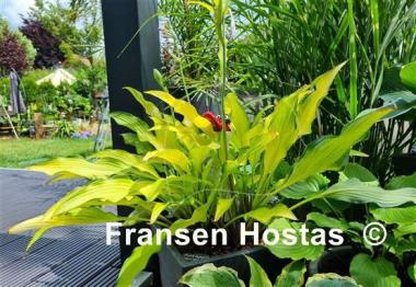 Hosta Pineapple Upsidedown Cake