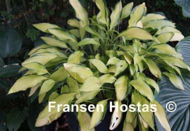 Hosta Pineapple Upsidedown Cake