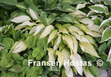 Hosta Pineapple Upsidedown Cake