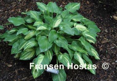 Hosta Pink Panther