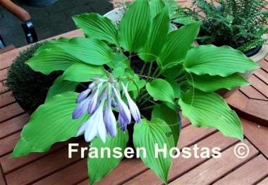 Hosta Piper Cub
