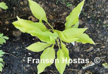 Hosta Piper Cub