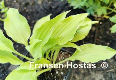 Hosta Piper Cub