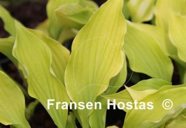 Hosta Piper Cub