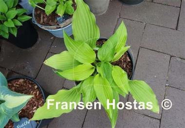 Hosta Piper Cub