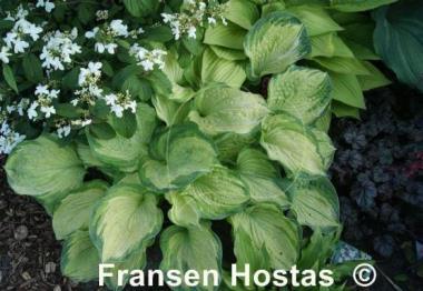 Hosta Pistache 