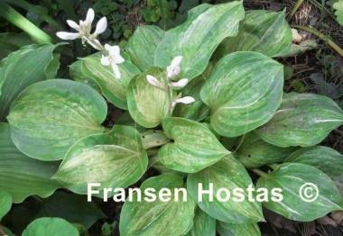 Hosta Pistache 