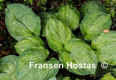 Hosta Pistache 
