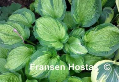 Hosta Pistache 