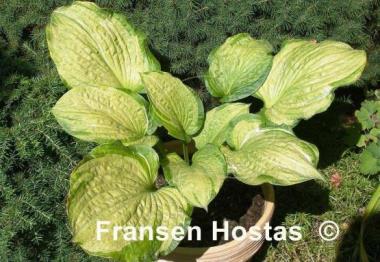 Hosta Pistache 