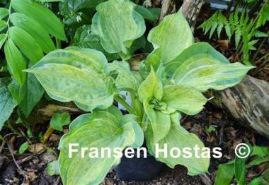 Hosta Pistache 
