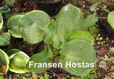 Hosta Pistachio Blueberry Cake