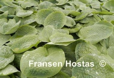 Hosta Pistachio Blueberry Cake