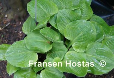 Hosta Pistachio Cream