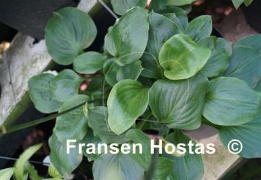 Hosta Pistachio Cream