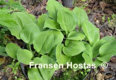 Hosta Pistachio Cream