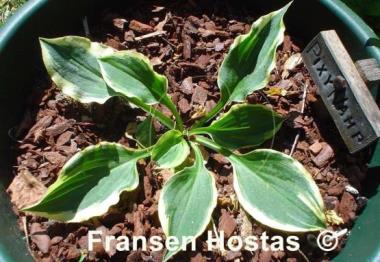 Hosta Pixie Vamp