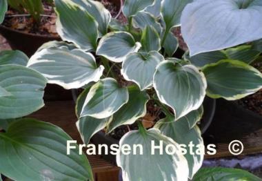 Hosta Pixie Vamp
