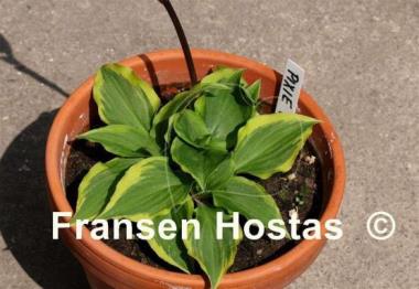 Hosta Pixie Vamp