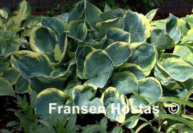 Hosta Pizzazz