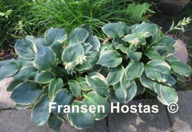 Hosta Pizzazz