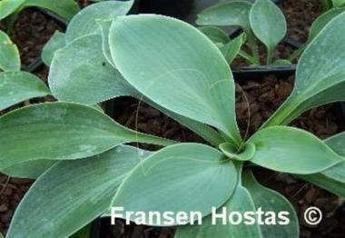 Hosta Planet X