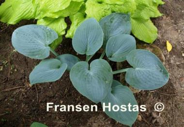 Hosta Planet X