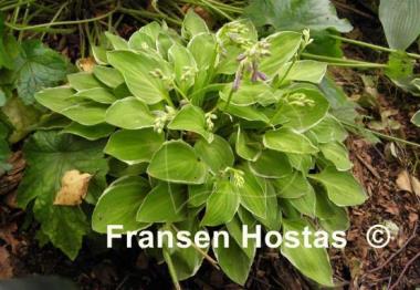 Hosta Platinum Tiara