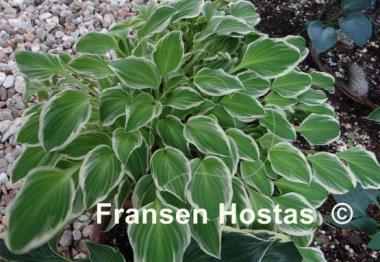 Hosta Platinum Tiara