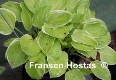 Hosta Platinum Tiara