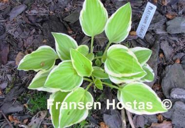 Hosta Platinum Tiara