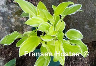 Hosta Platinum Tiara
