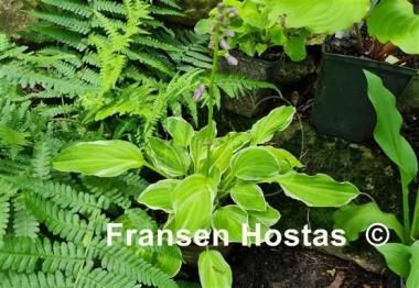 Hosta Platinum Tiara