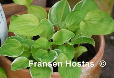 Hosta Platinum Tiara
