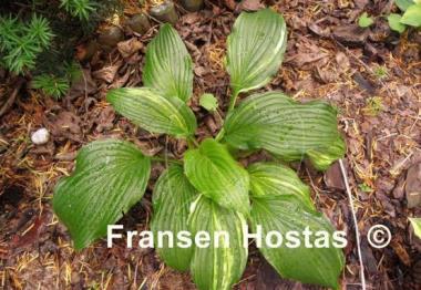 Hosta Play it Again, Sam