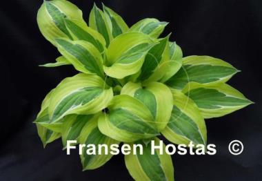 Hosta Playmate