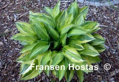Hosta Playmate