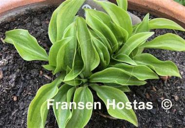 Hosta Plug Nickel