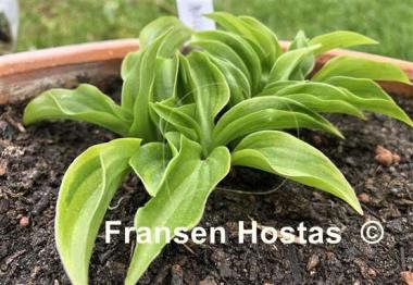 Hosta Plug Nickel