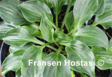 Hosta Plug Nickel