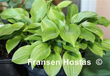 Hosta Plug Nickel