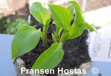 Hosta Plug Nickel