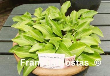 Hosta Plug Nickel
