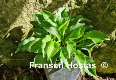 Hosta Plug Nickel