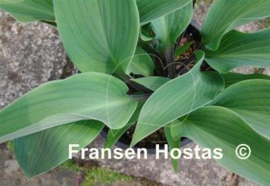 Hosta Plum Creek