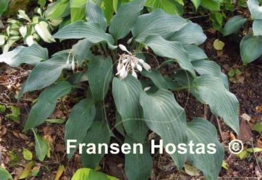 Hosta Plum Creek