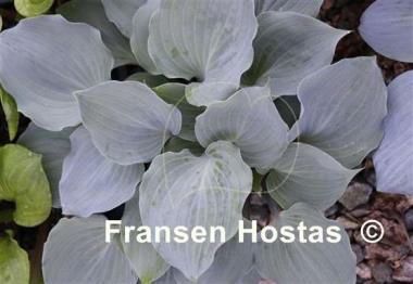 Hosta Plum Delicious