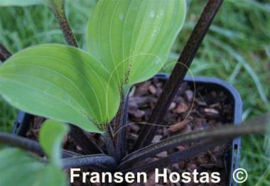 Hosta Plum Pudding